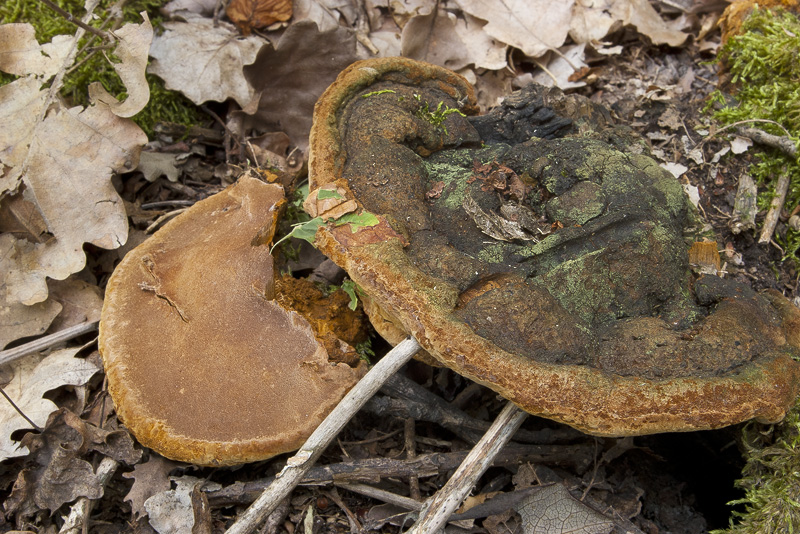 Phellinus torulosus